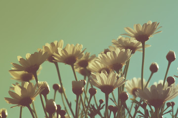 margerytki na dzikiej łące © Henryk Niestrój