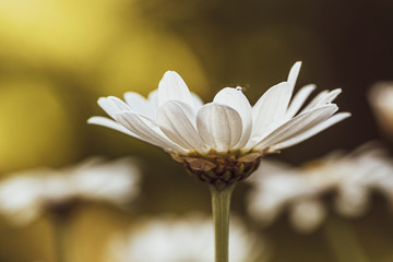 margerytki na dzikiej łące © Henryk Niestrój