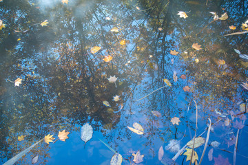水面に反射した紅葉の景色　落葉