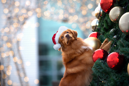 Adorable Retriever Dog In Santa Hat Standing With Paws On A Decorated Christmas Tree Outdoors