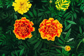 Tagetes patula flower field and green leaf in the garden. in dark tone.