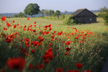 A field of red poppies in Bavaria, Germany on a lovely day.