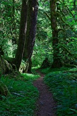 Obraz premium woodland path 