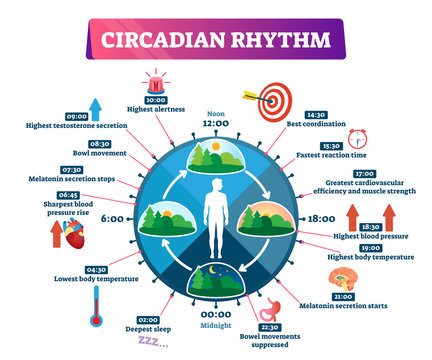 Circadian rhythm vector illustration. Labeled educational day cycle scheme.