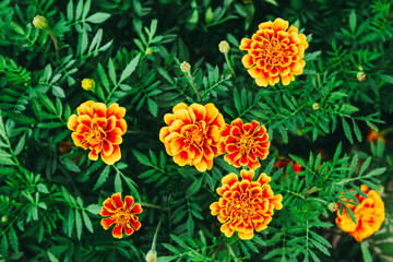 Tagetes patula flower field and green leaf in the garden. in dark tone.