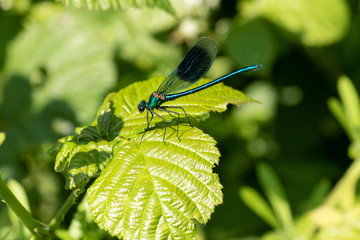 Caloptéryx Eclatant (Calopteryx Splendens) mâle
