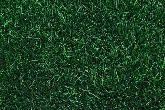 Top view of green grass texture. for background. © Phongsak