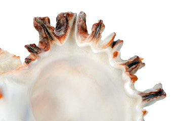 Murex spiny seashell isolate macro