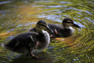 Furry friends in beautiful light in the duck pond 