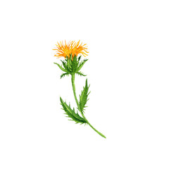 Fototapeta premium watercolor drawing safflower plant