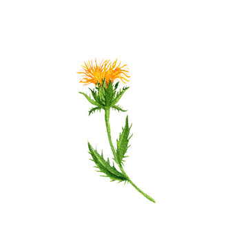 watercolor drawing safflower plant