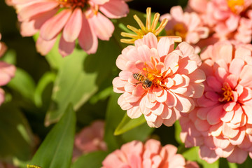 Honey Bee Gathering Polen on Zinnia flower, Top view