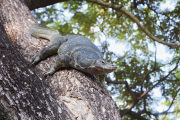 watwer monito On the tree