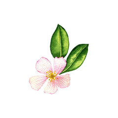 watercolor drawing camelia flower