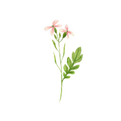 watercolor drawing radish plant