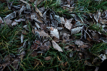 Tappeto di foglie al gelo dell'inverno