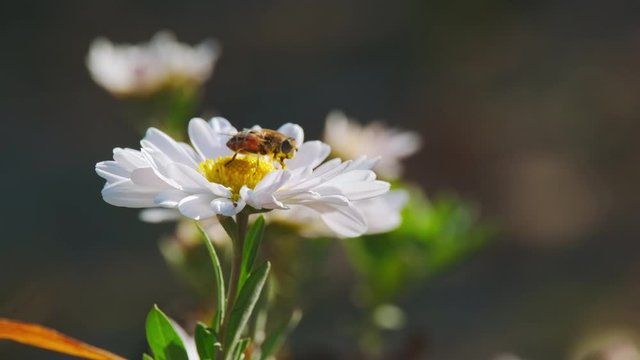 Gadfly harvesting pollen from  Camille flower. Macro shot. ProRes 10 Bit mov.