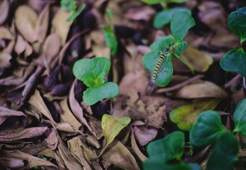 young plants growing in the garden
