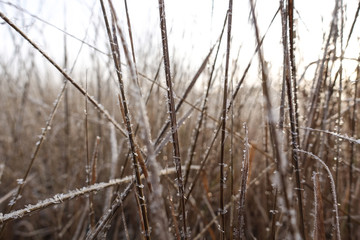 Dry grass covered with hoarfrost on a clear day close-up. Winter background