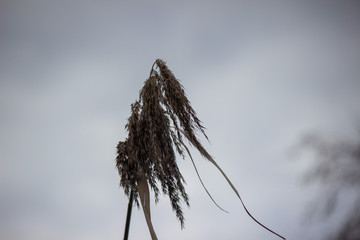 悲しそうに見える植物、冬 sad and lonely plant