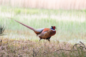 Faisan m&acirc;le dans le Parc Ornithologique du Marquenterre
