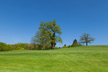 Eiche im Hintergrund mit tiefblauem Himmel und grünem Rasen im Vordergrund