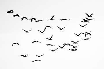 Silhouette of cranes in flight