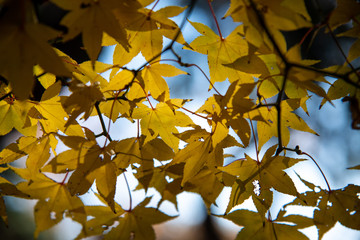黄色い楓