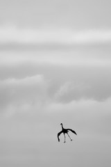 Silhouette of cranes in flight