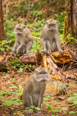 Crab eating macaque ( macaca fascicularis) family, Mauritius.