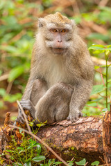 Crab eating macaque ( macaca fascicularis) curious, Mauritius.