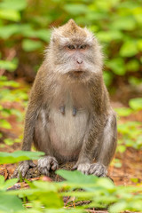 Crab eating macaque ( macaca fascicularis) curious, Mauritius.