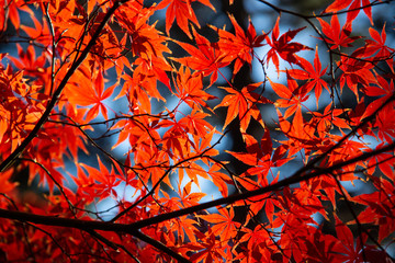 秋の楓 空の背景