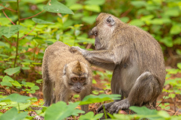 Macaque ( macaca fascicularis) checking for fleas and ticks, Mauritius.
