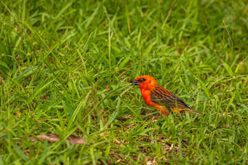 Bright Red Fody (Foudia madagascariensis) eating grass, Mauritius island.
