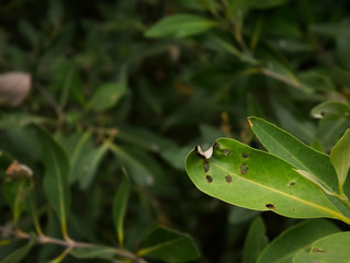 Close-up Fresh Green Leaf with Small Holes Eaten by Pests