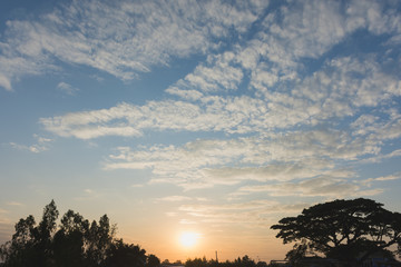 The silhouette of the tree, the bright orange sky and the light of the sun