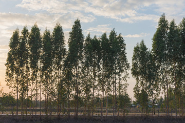 Obraz premium The silhouette of the tree, the bright orange sky and the light of the sun