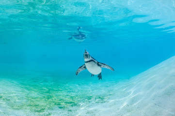 Naklejka premium Humboldt penguin swimming underwater.