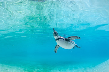 Humboldt penguin swimming underwater.