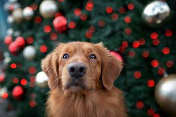 funny toller retriever dog portrait in front of a christmas tree outdoors