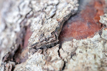 the bark of old pear tree as background macro