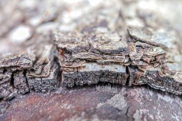 the bark of old pear tree as background macro