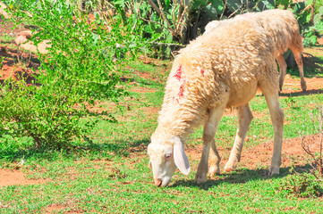 Naklejka na ściany i meble Close-up sheep grazing green grass on red basaltic soil in Phan Rang, Ninh Thuan, Vietnam