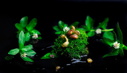 small snails dangling from flowers on green mossy stones isolated on a black background