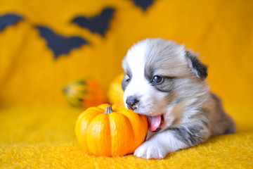 welsh corgi pembroke puppy halloween pumpkin © Zuz