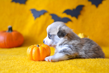 welsh corgi pembroke puppy halloween pumpkin © Zuz