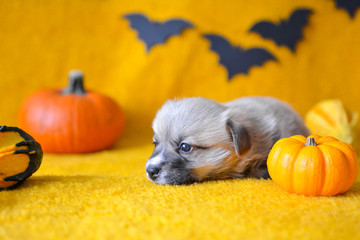 welsh corgi pembroke puppy halloween pumpkin © Zuz