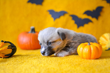 welsh corgi pembroke puppy halloween pumpkin © Zuz