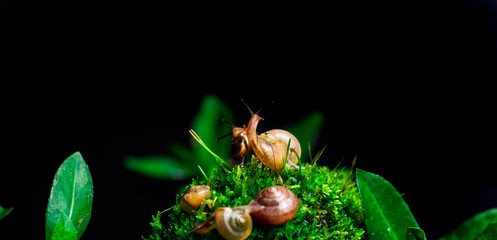 small snails dangling from flowers on green mossy stones isolated on a black background